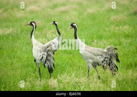 Common, European or Eurasian Cranes (Grus grus). Trio; pair confirming  re-establishment. Stock Photo