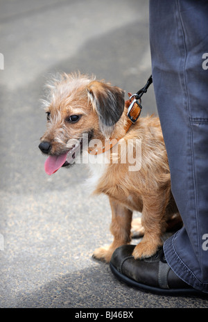 A small pet dog on a lead sitting on its owners feet UK Stock Photo