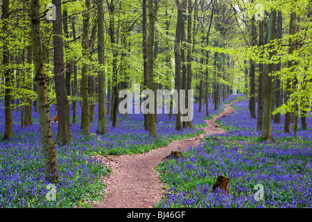 Pathway through a bluebell wood Stock Photo