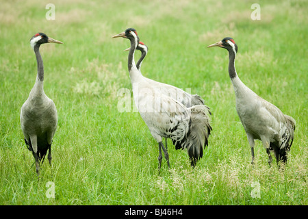 Common, European or Eurasian Cranes (Grus grus). Pre-breeding assembly. Stock Photo