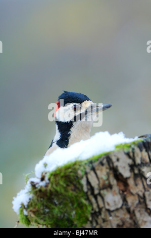 Middle Spotted Woodpecker (Dendrocopos medius, Picoides medius) Stock Photo