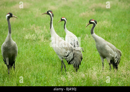 Common, European or Eurasian Cranes (Grus grus). Pre-breeding assembly. Stock Photo