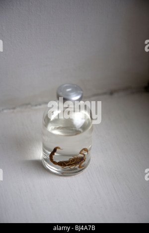 scorpion in miniature vodka bottle Stock Photo