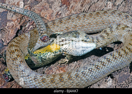 Smooth Snake (Coronella austriaca) constricting and about to ingest a Common or Viviparous Lizard (Zootoca vivipara).