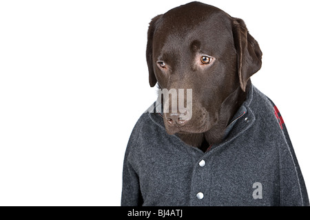 Shot of a Handsome Chocolate Labrador in Grey Jumper Looking Down Nervously Stock Photo