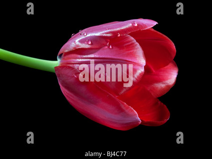 Red Tulip Stock Photo