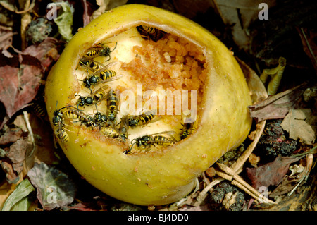 Common wasps or yellow jackets, Vespula vulgaris, feeding on apple on compost heap. Stock Photo