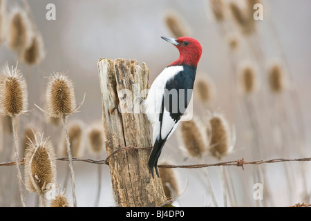 Red-headed Woodpecker on Fence Post Stock Photo