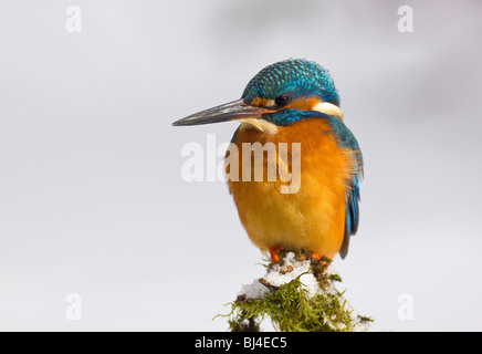 Kingfisher (Alcedo atthis) in winter, sitting on a snow-covered branch, Germany, Europe Stock Photo