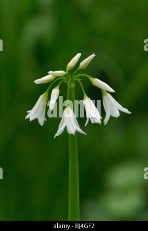 Three-cornered Leek (Allium triquetrum) growing in the wild on the Gower Peninsular, South Wales. March 2008. Stock Photo