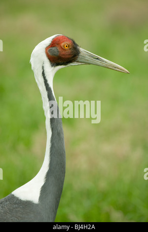 White-naped Crane (Grus vipeo). Stock Photo