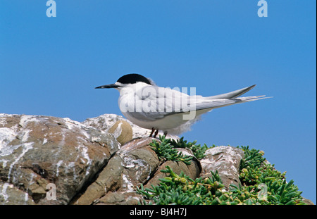 White-fronted Tern (Sterna striata) perched on rock, New Zealand Stock Photo