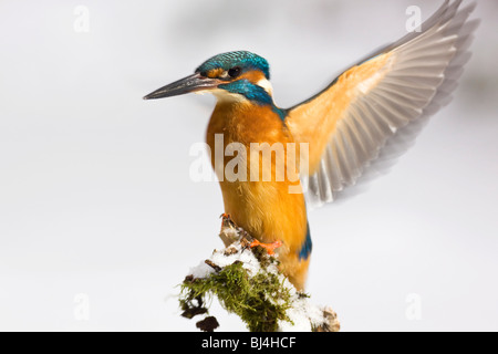 Kingfisher (Alcedo atthis) in winter, landing on a snow-covered branch, Germany, Europe Stock Photo