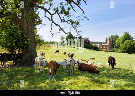 Dairy cows resting under a tree in fields near Albury in Surrey, England, UK Stock Photo