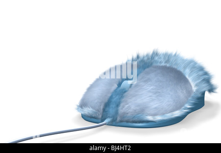 Blue furry computer mouse isolated on white background Stock Photo