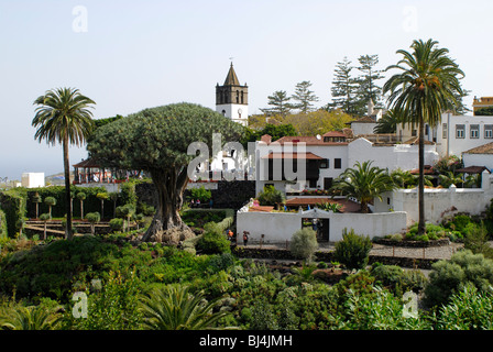 Spain, Canary Islands, Tenerife Icod de los Vinos with Drago Milenario Stock Photo