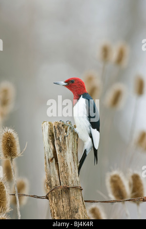 Red-headed Woodpecker on Fence Post - Vertical Stock Photo