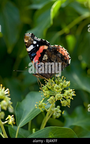 Red admiral feeding on ivy flowers Stock Photo