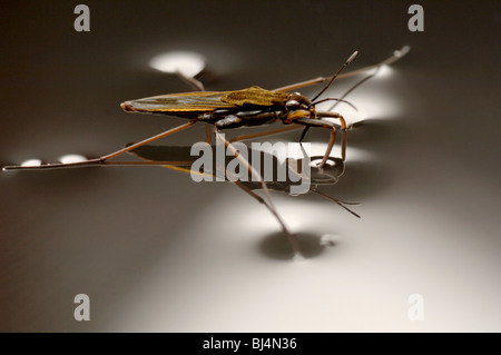 A pond skater, Gerris lacustris, walks on water using surface tension, note the dimpled meniscus. Stock Photo