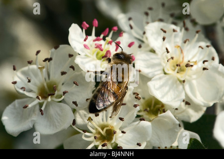Honeybee feeding on a hawthorn flowers Stock Photo
