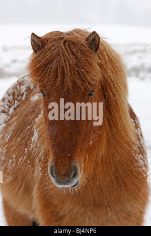 Young Icelandic Horse, Icelandic Pony (Equus przewalskii f. caballus) portrait in winter Stock Photo