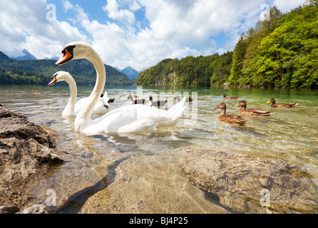 Alps lake with birds. Wide angle view. Stock Photo