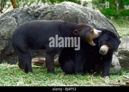 Sun Bear (Helarctos malayanus) two adults, play-fighting Stock Photo