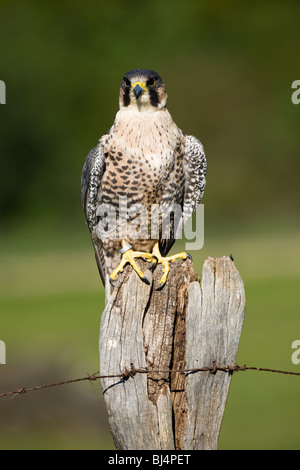 Peregrine falcon (Falco peregrinus) sitting on a fence post, Vulkan Eifel, Rhineland-Palatinate, Germany, Europe Stock Photo