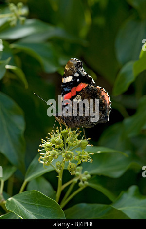 Red admiral feeding on ivy flowers Stock Photo