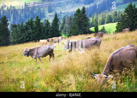 Alps landscape with cows on a field. Stock Photo