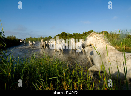 The white Horses of  the Camargue running through a canal Stock Photo