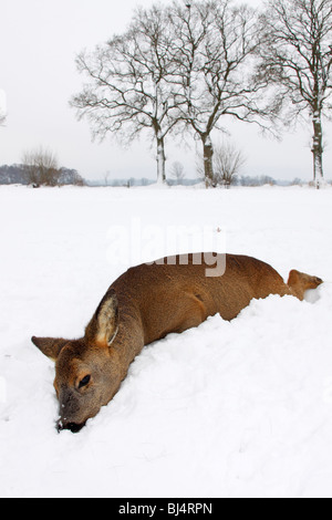 Dead european roe deer (Capreolus capreolus), recently died, in winter in snow Stock Photo