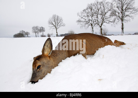 Dead european roe deer (Capreolus capreolus), recently died, in winter in snow Stock Photo