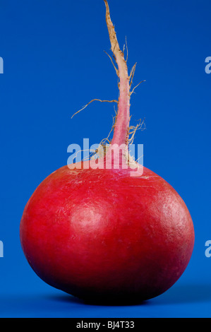 Big Crimson Giant radish close-up isolated silhouette on blue background. Food still life. The radish is as big as a big apple. Stock Photo