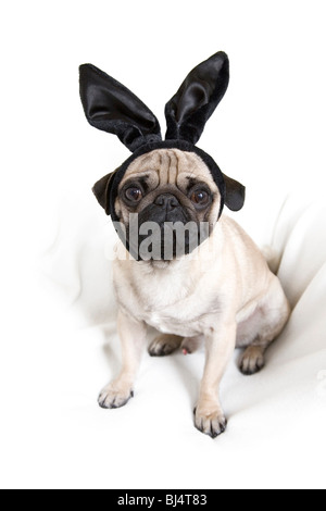 Young pug with black bunny ears Stock Photo