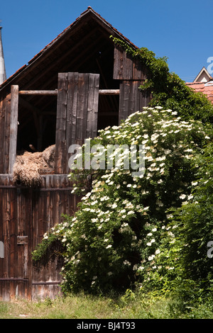 Old wooden farm barn with hay and bushes in front, Rottingen, Wurzberg, Bavaria, Germany Stock Photo