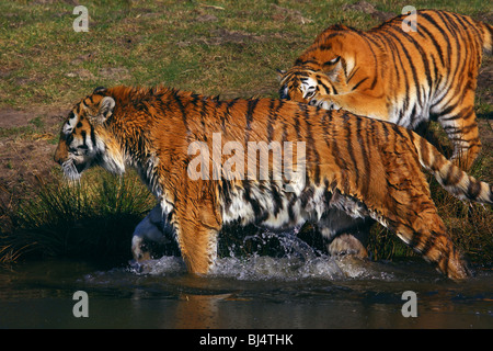 Two Siberian tigers playing on the waterside Stock Photo