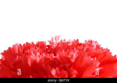 Red carnation petals macro isolated on white with copy space Stock Photo