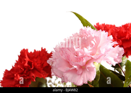 Three carnations isolated on white. Greeting card background Stock Photo
