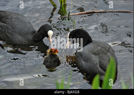 Pair of Eurasian coots, Fulica atra, feeding young chick UK Stock Photo