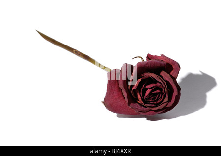 Withered dark red rose closeup isolated silhouette on white background Stock Photo