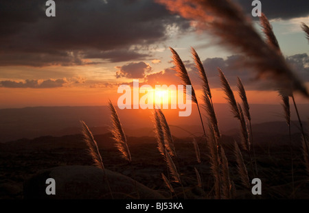 reed grass lit by sunset Stock Photo