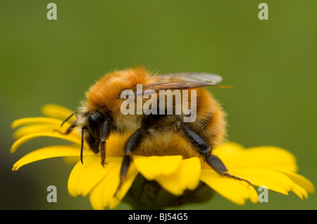 Brown-banded carder bee (Bombus humilis) Stock Photo