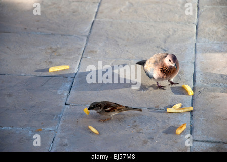 Feathered Friends Feeding on Chips Stock Photo