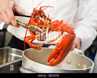 A Lobster being lifted out of the pot Stock Photo