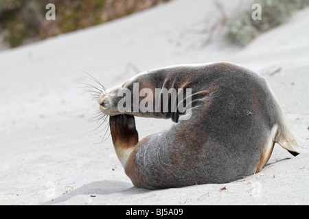Australian sea lion, neophoca cinerea, scratching Stock Photo