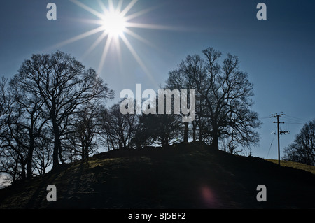 The sun shining down, with trees silhouetted against a blue sky. Stock Photo