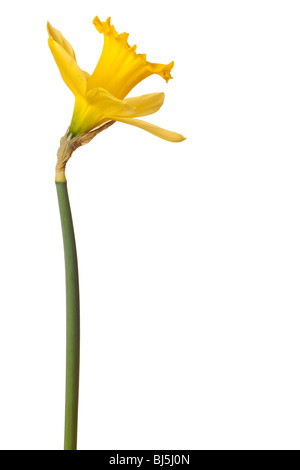 yellow daffodil isolated on a white background Stock Photo