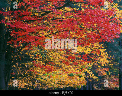 Red Maple tree (Acer rubrum) in brilliant red fall color amongst autumn foliage in Allegheny National Forest, Pennsylvania, USA Stock Photo