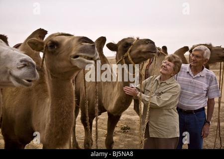 Mongolia's twin humped Bactrian camels re increasingly available for recreational riding Gobi desert Mongolia Asia Stock Photo